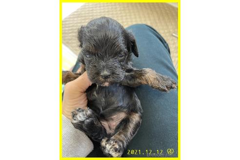 成約済の千葉県のミックス犬-157462の2枚目